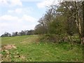 Hill Clumps from the footpath to Upper St Dennis in Honington