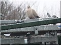 Collared Dove (Streptopelia decaocto) in LA12 0TW