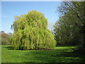 Willow at Linnet Walk picnic area in RG41 4BQ