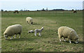 2010 : Sheep with their little lambs, Hawk Street in SN15 2DE