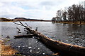 Fallen Tree on Loch Con in PH18 5UG