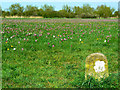 Hay lot marker and the North Meadow National Nature Reserve, Cricklade in SN6 6JL