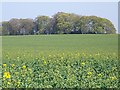 Oilseed rape near Quarley in SP11 8QB