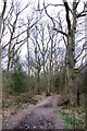 Footpath through the woods in HP17 0UR