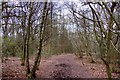 Footpath in the woods in HP17 0UR