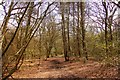 Trail through the wood in HP17 0UR