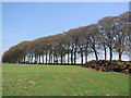 Beech Trees on Freezing Hill in BA1 9YY