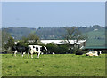 2010 : Herd of cows near Rookery Farm in BS30 5TH