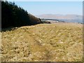 Footpath following the edge of the woods in G83 8QU