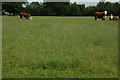 Cows on Westland Farm in GU5 0TF