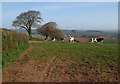 Cattle by Beacon Lane in EX15 1LT