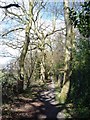 Woodland on the Ringway footpath in HG3 1QL