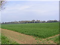 Fields off Pound Lane in IP9 2JZ