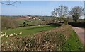 Sheep near Butterleigh in EX15 1PR