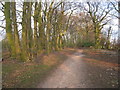 Path through some woodland in RG23 7SP