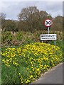 Dandelions by the road, Whitsbury in SP6 3PU