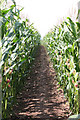 Footpath through maize field in GL12 8HH