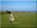 Standing stone near Trevalgan in TR26 3BJ