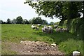 Sheep in the Shade in PL19 0FL
