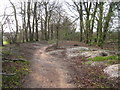 Path through some woods in RG23 7SP