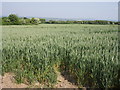 Wheatfield on Lelant Downs in TR27 6LL