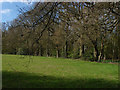 Wood edge, Brox Lane in KT15 3TH