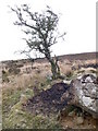 Gnarled Hawthorn on Cefn Cyfarwydd in Dolgarrog Community