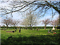 Flowering trees in St Mary's churchyard, Beeston in PE32 2LY