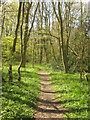 Footpath in East Blean Woods in CT3 4JR