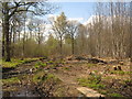 Coppiced trees in East Blean Wood in CT3 4JR