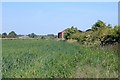 Wheat field, Royals Wood Farm, Newhall in CW5 8DL