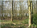 High Park Wood looking towards Moorgreen reservoir in NG16 3QY
