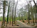 Appleslade Inclosure, New Forest in BH24 3LQ