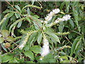 Female willow flowers with fluffy seeds in OX44 7BG