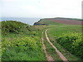 East Devon : Coastal Path & Grass in EX9 7AY