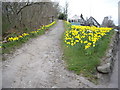 Daffodil path to the War Memorial in AB14 0LE