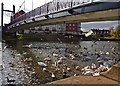 Swans and Seagulls on the River Exe in EX4 1FB