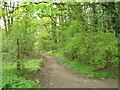 Footpath through woodland, Codnor Gate in DE55 4ES