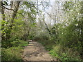Bridleway with blossom and fresh leaves in HP4 1HH