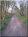 Path through Well's Copse in RG23 7DQ