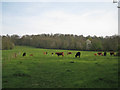 Cows and calves near Radway in CV35 0UN