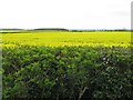 Oilseed rape in full flower at Finedon in NN9 5WP