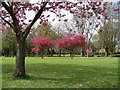 Blossom trees in the park, Oakfield in NP44 3JU