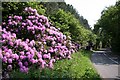 Rhododendron on Whisby Road in LN6 4RT