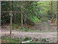 Bridleways crossing in Wet Wood in GU28 9NE