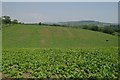 Lettuce field, Bicton College in EX9 7BH