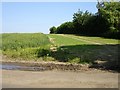 Broad uncultivated field margin at Birchwood in ME9 0NN