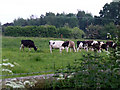 Cows at Little Heath in CW3 0HF