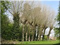Pollarded willows at Rothwell in NN14 6LA