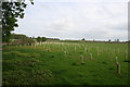 Newly-planted trees near Church Farm in BA15 2JH